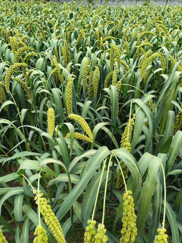 Jugu 36 Foxtail Millet