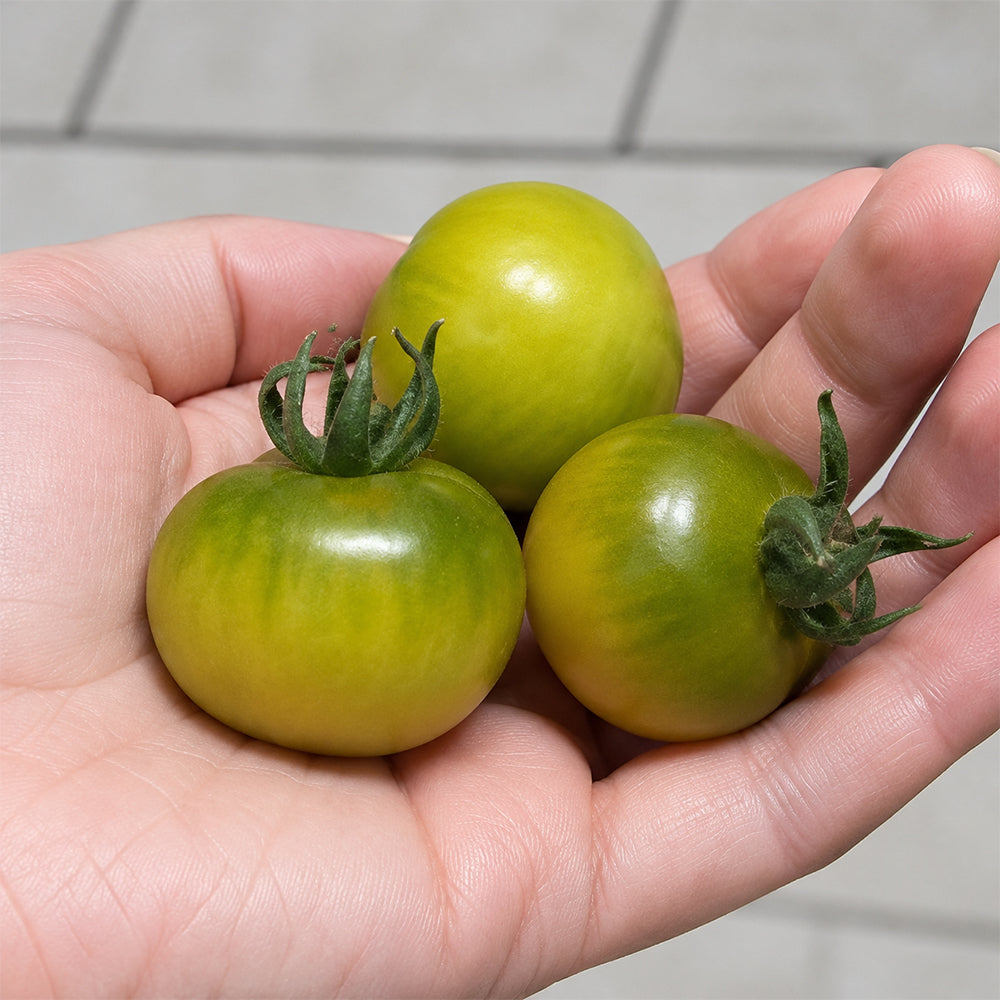 20 Fat Frog Micro Dwarf Tomato