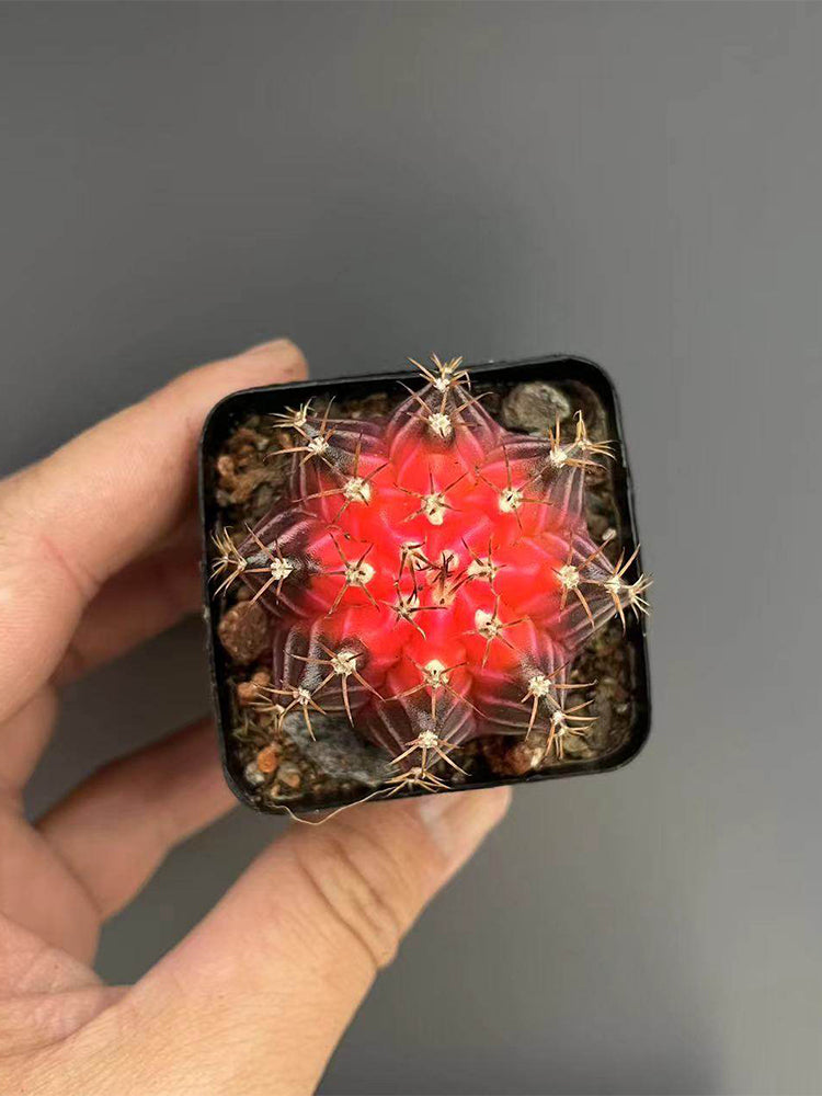 Gymnocalycium mihanovichii 'Red Variegata'