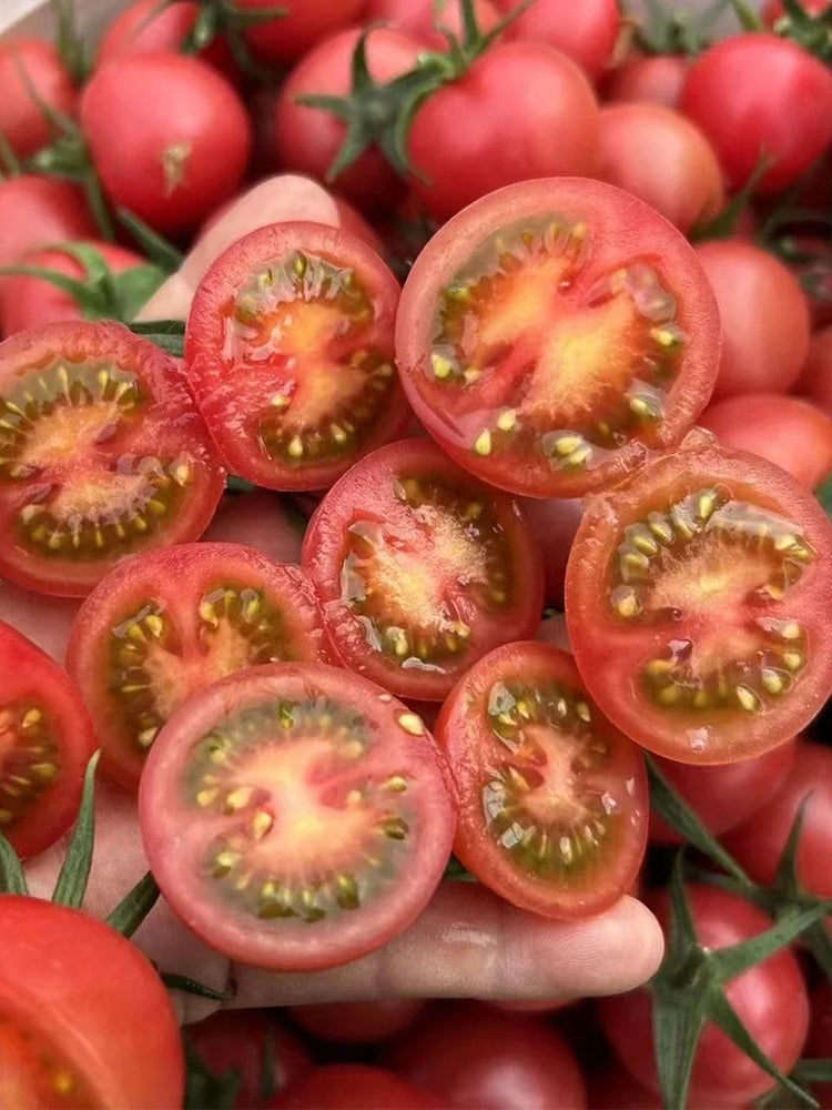 Pink Beibei Cherry Tomatoes