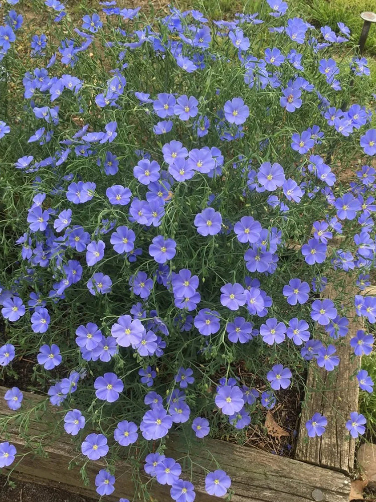 Blue Flax