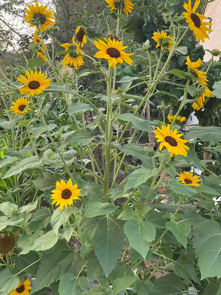 Giant Branching Sunflower