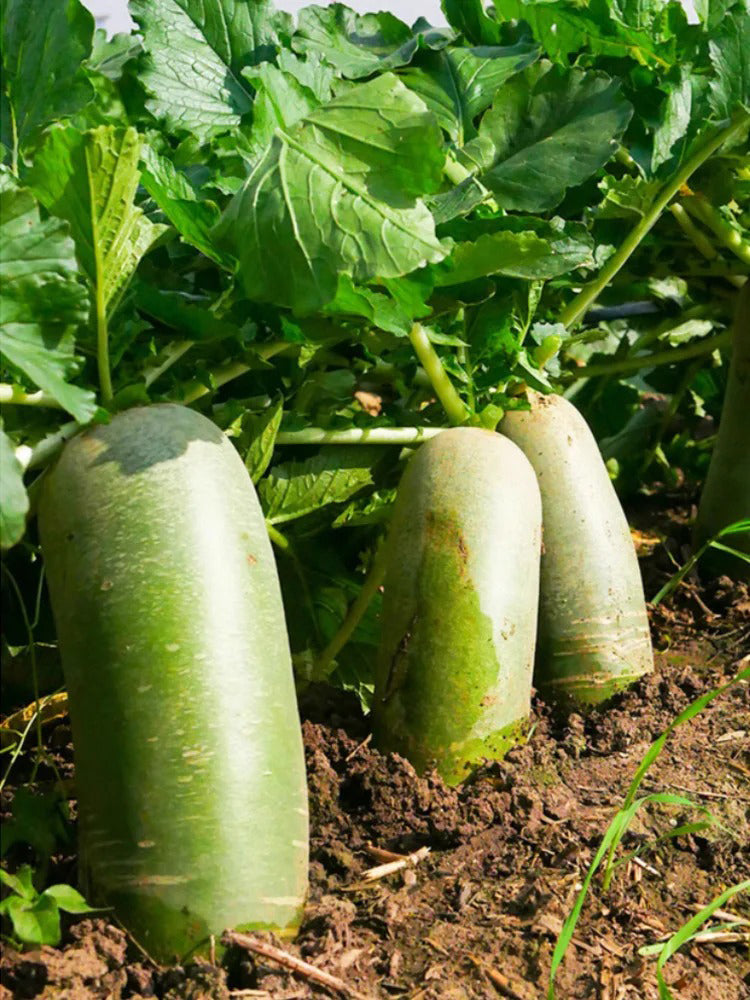 Jingcui Elite Fruit Radish