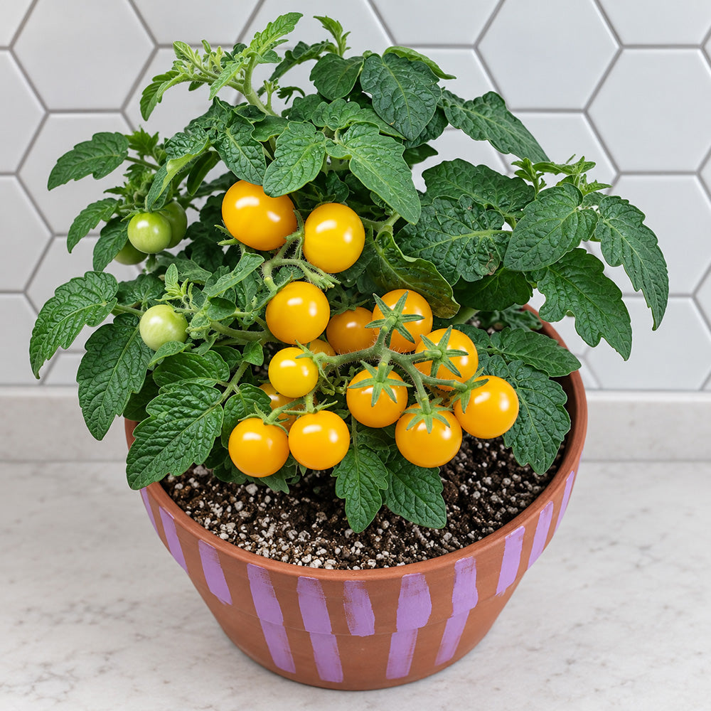 484 Micro Dwarf Pinocchio Orange Tomato