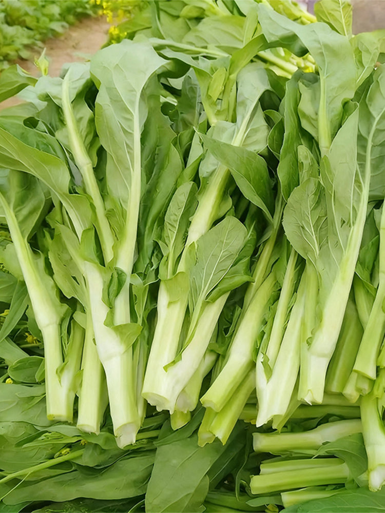 'Tender Sprout No.3' Choy Sum