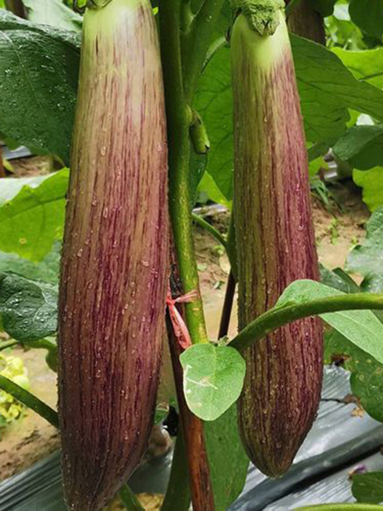 'Yu Zhusiqie 881' Hybrid Eggplant