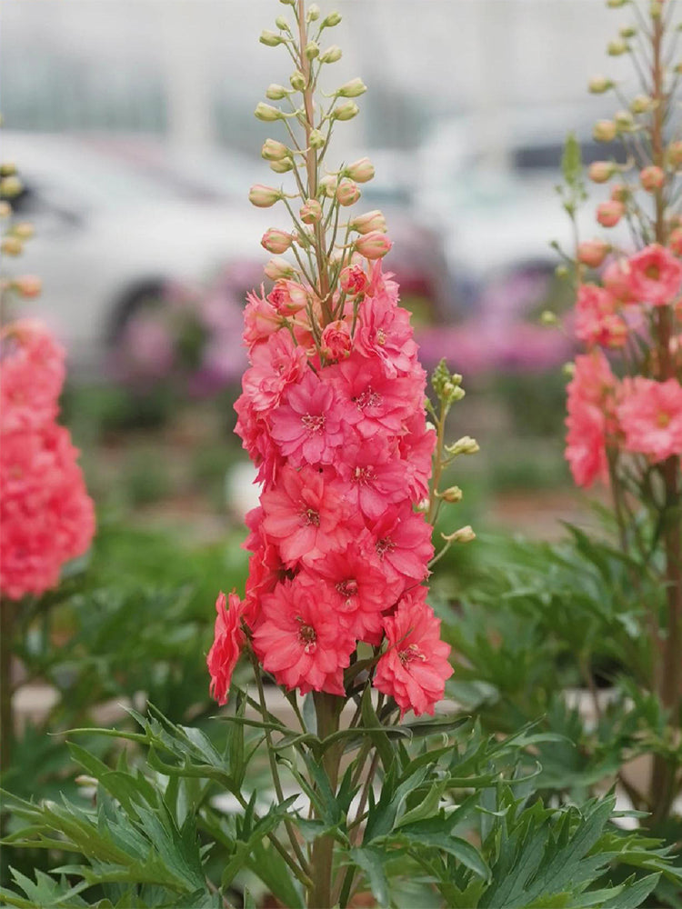Red Rocket Larkspur