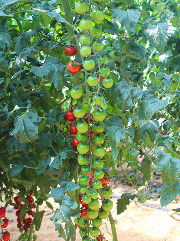 Pearl Falls No. 2 Tomato