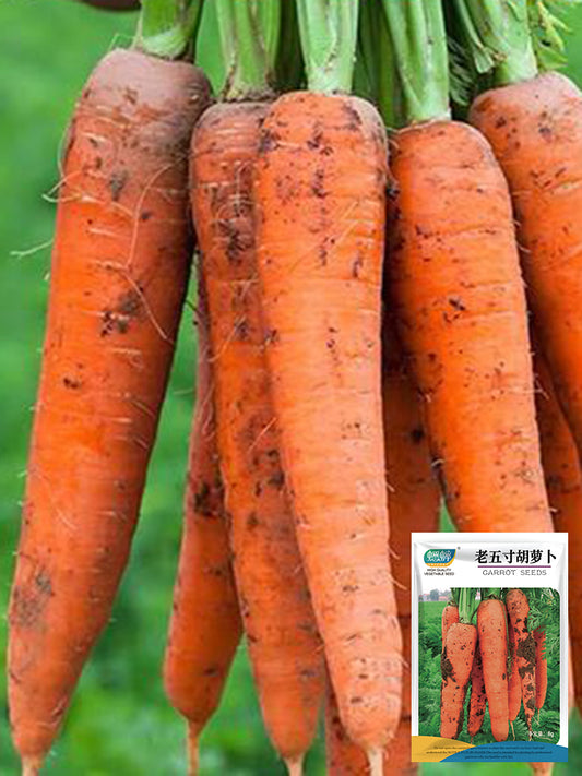 Traditional Five-Inch Carrot