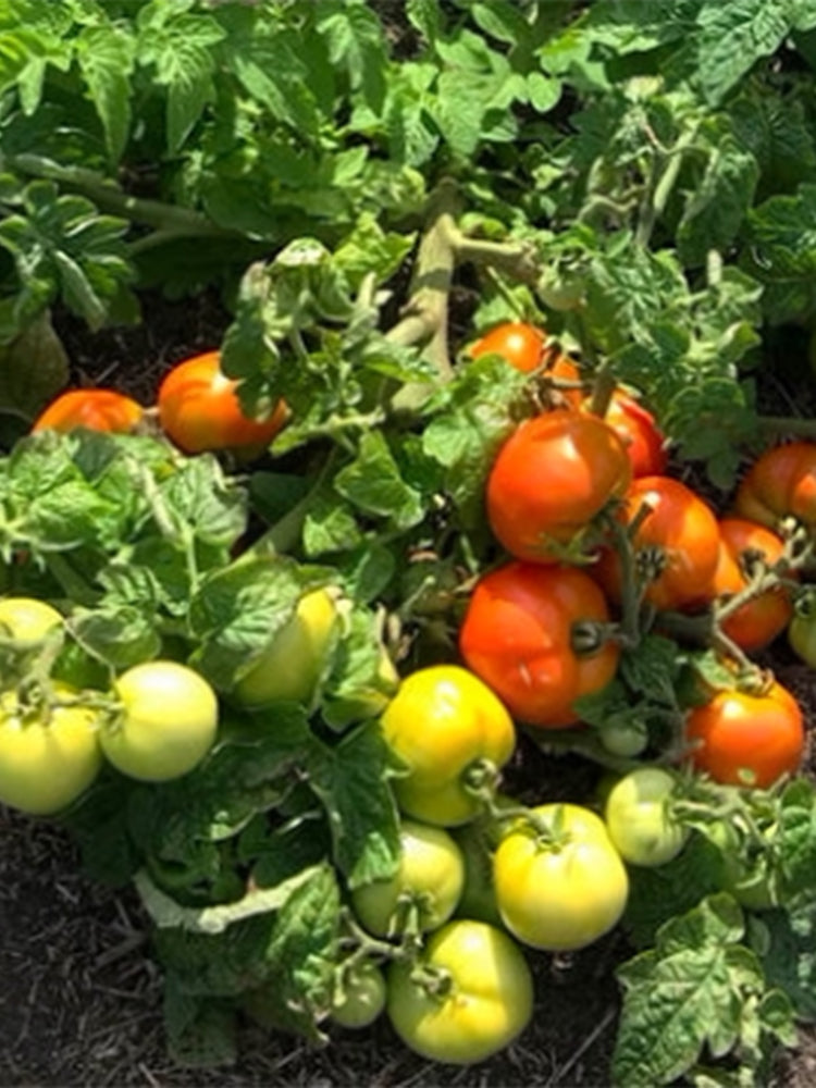 842 Micro Hockey Puck Tomato