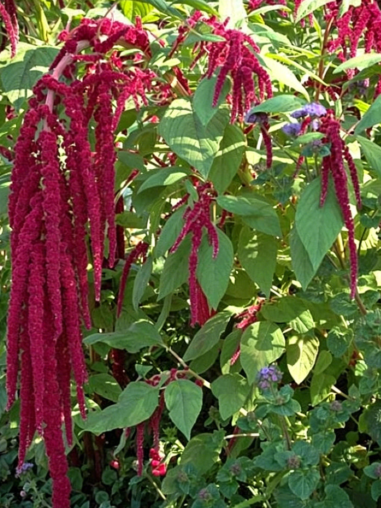 Red Love-Lies-Bleeding