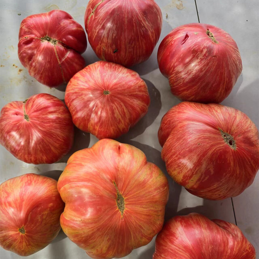 739 Pink Jazz Tomato