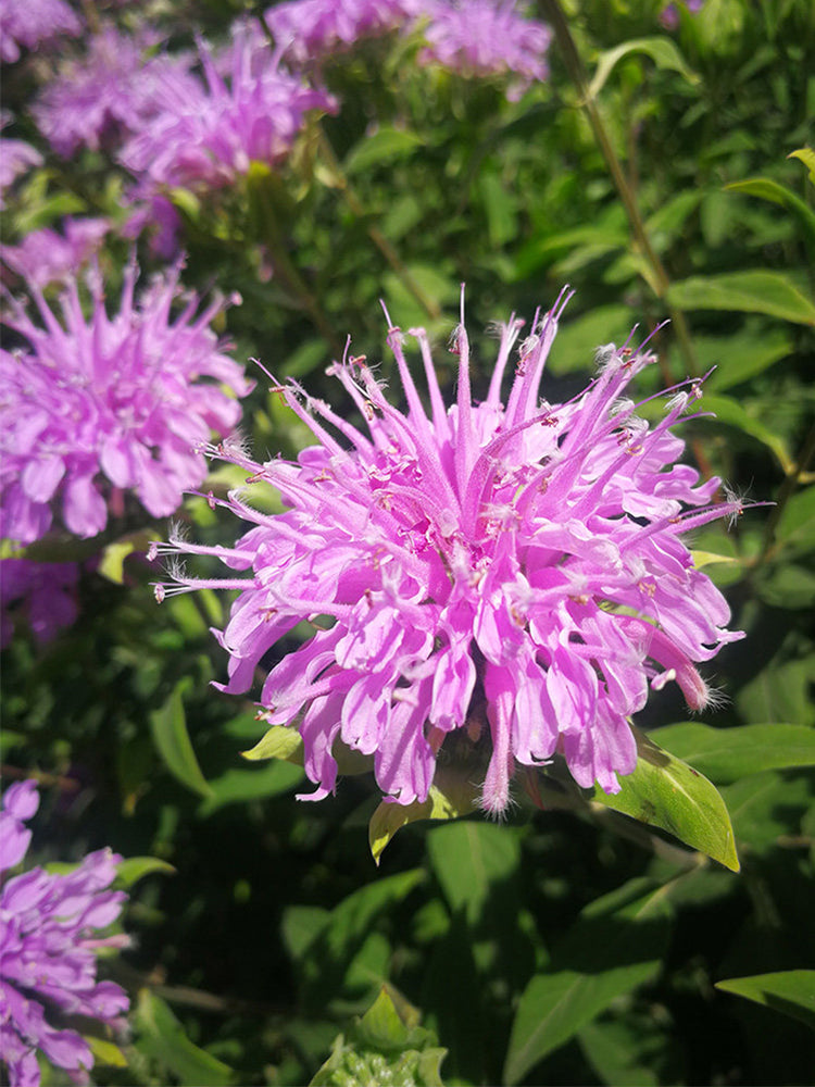 Hezhichun Bee Balm