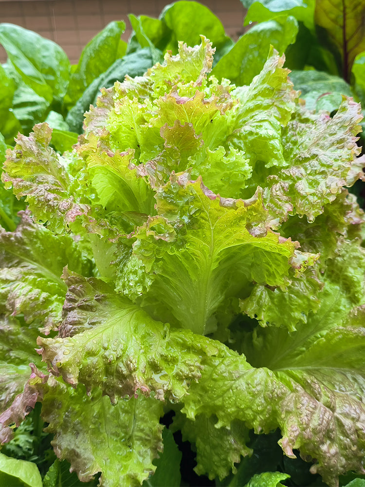 Red Leaf Romaine Lettuce