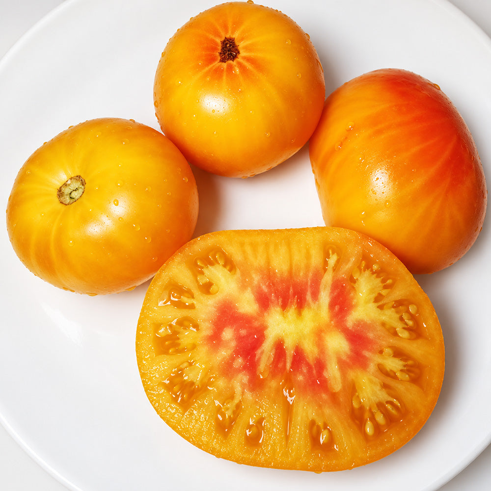 556 Tasmanian Blushing Yellow Tomato