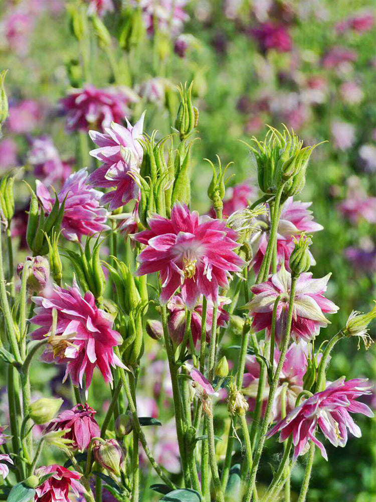 Hezhichun Aquilegia 'Barlow'
