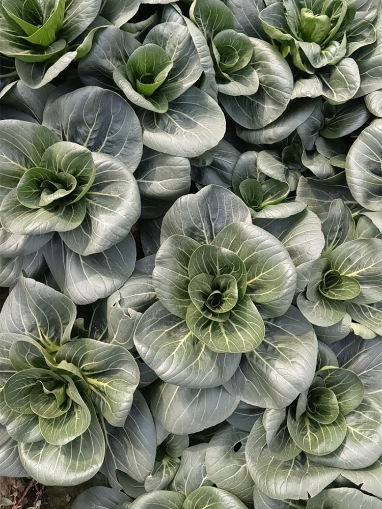 'Meijiaqi' Suzhou Dwarf Pak Choi