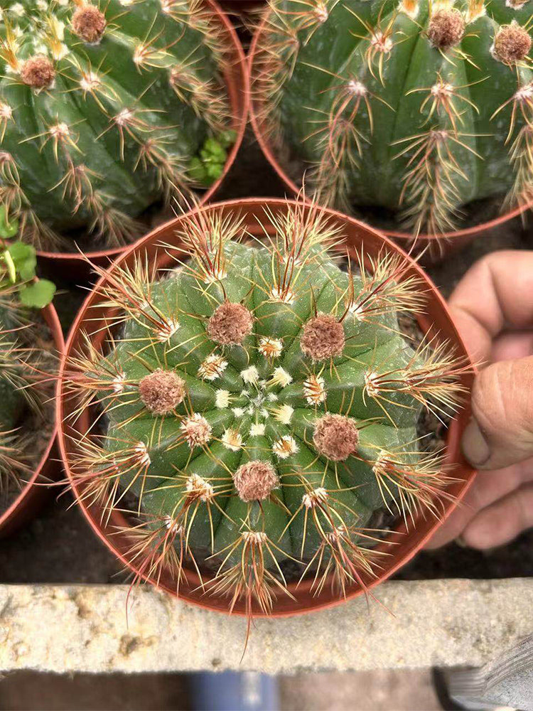 Parodia ottonis 'Pink Flower'