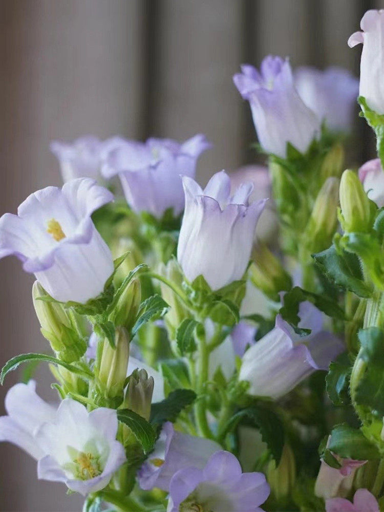 Hezhichun Mixed Color Canterbury Bells