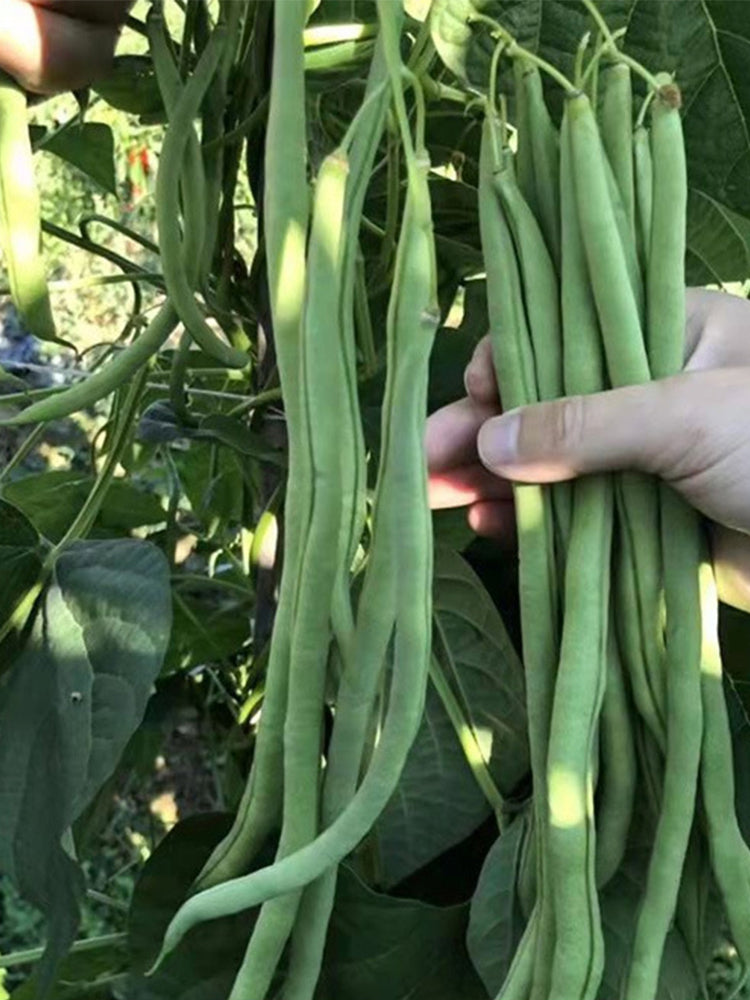 Stringless Snap Beans