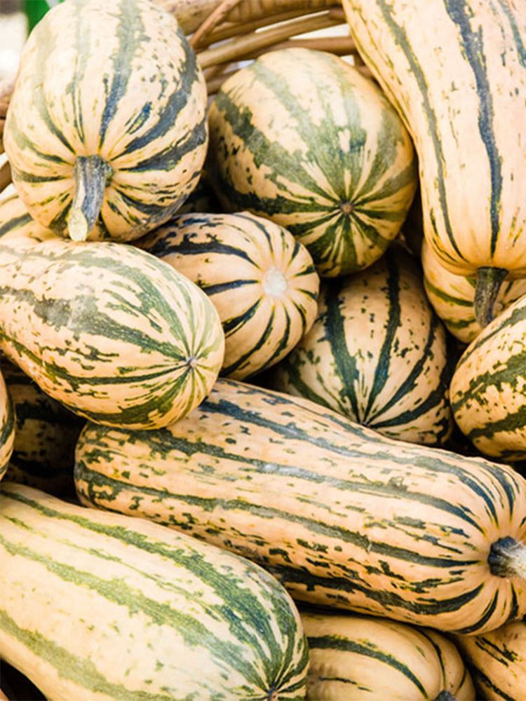 Honey Boat Squash