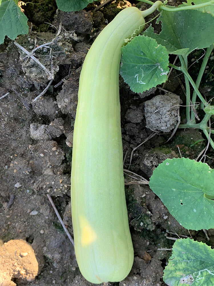Yangchun White Melons