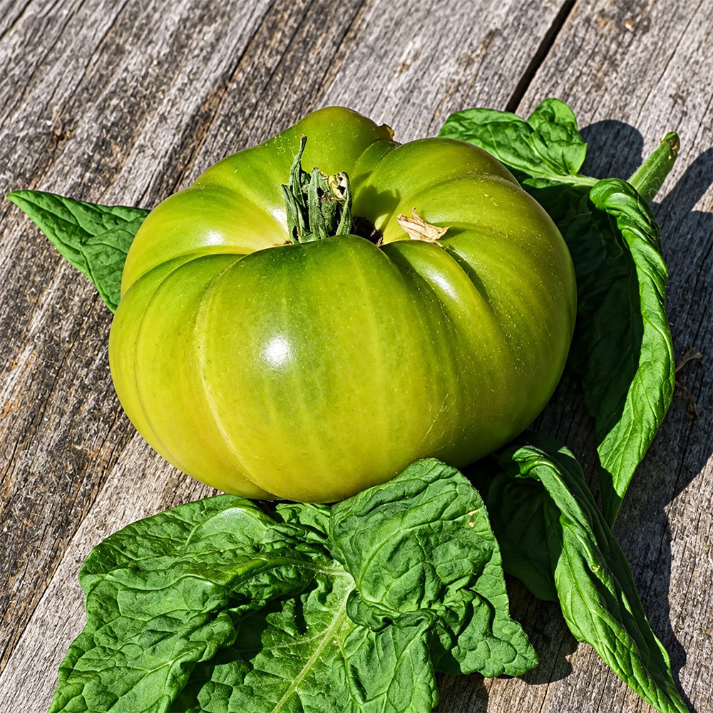 480 Jackass Green Dwarf Tomato