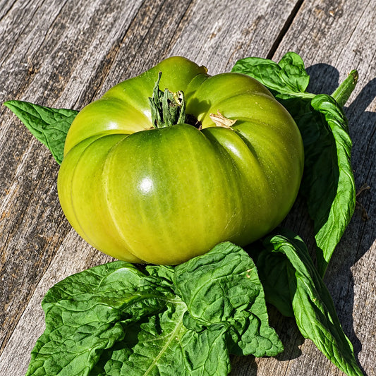480 Jackass Green Dwarf Tomato