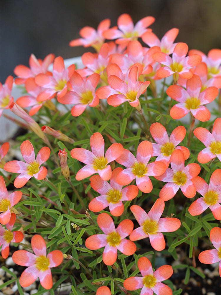 Oxalis 'Cretaceous'