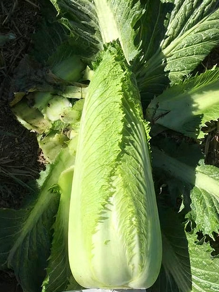 'Green Bamboo 70' Chinese Cabbage
