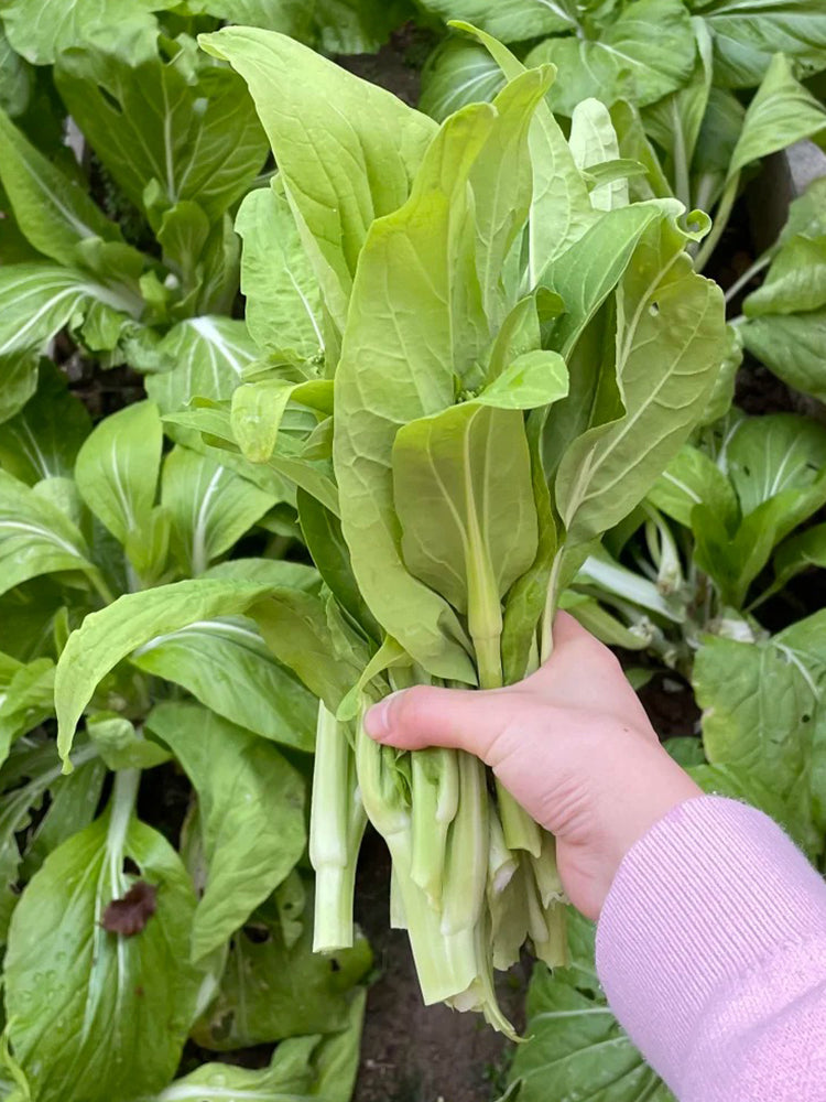 Jiemei Pak Choi Flowering Stem