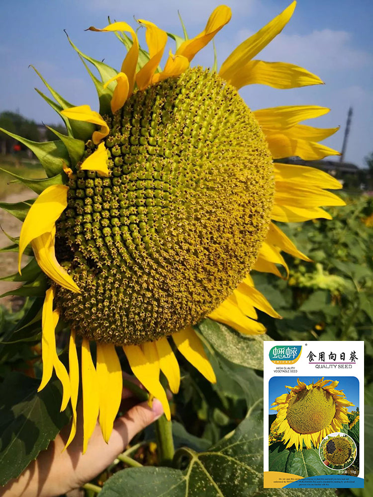 Super Giant Edible Sunflower