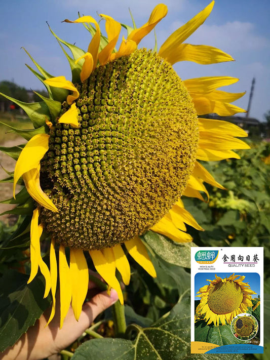 Super Giant Edible Sunflower