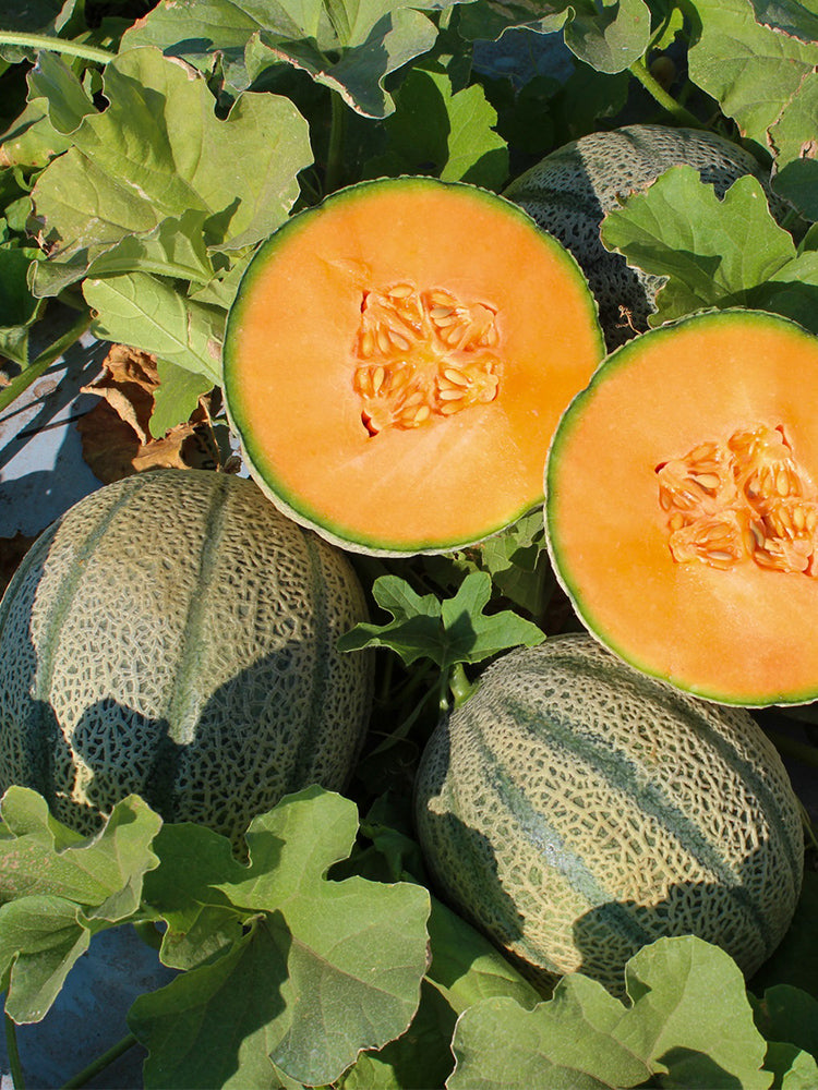 No.8 Red Cantaloupe Hybrid
