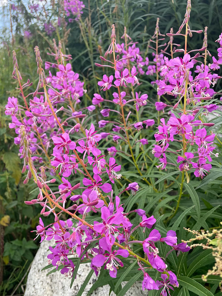 fireweed (Chamerion angustifolium)