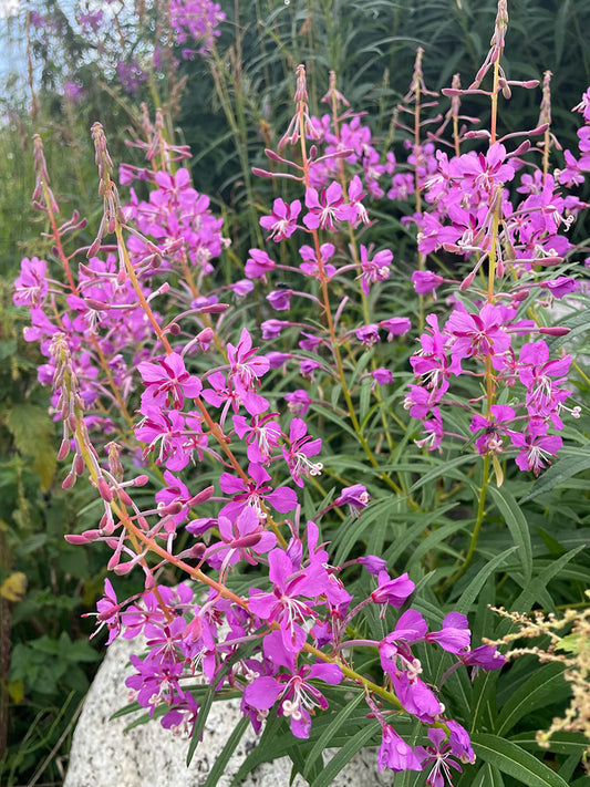 fireweed (Chamerion angustifolium)