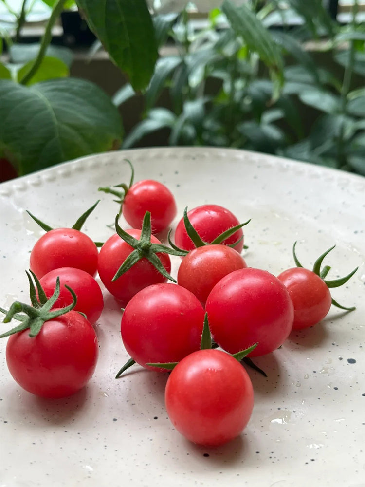 Pink Beibei Cherry Tomatoes