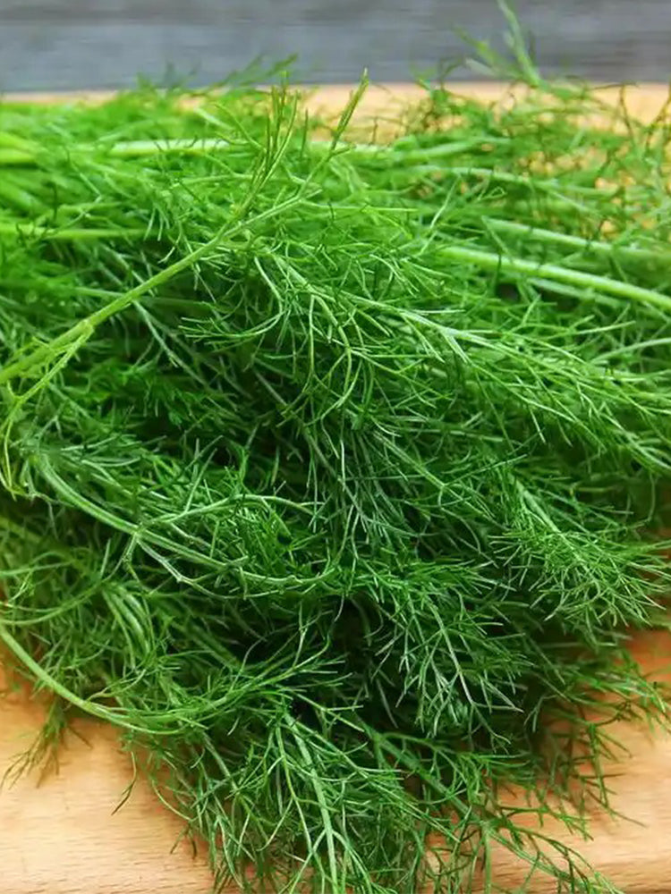 Multi-Harvest Fennel