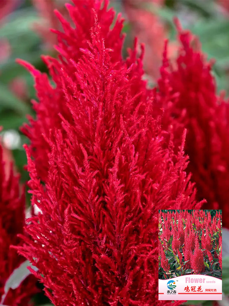 Hezhichun Red Feathered Cockscomb