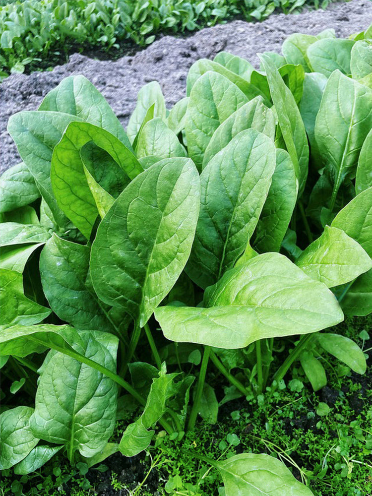 'Jinbote No.26' Spinach