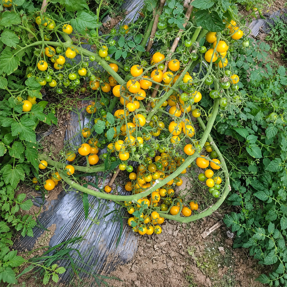 213 Ampelous Golden Bunch Tomato