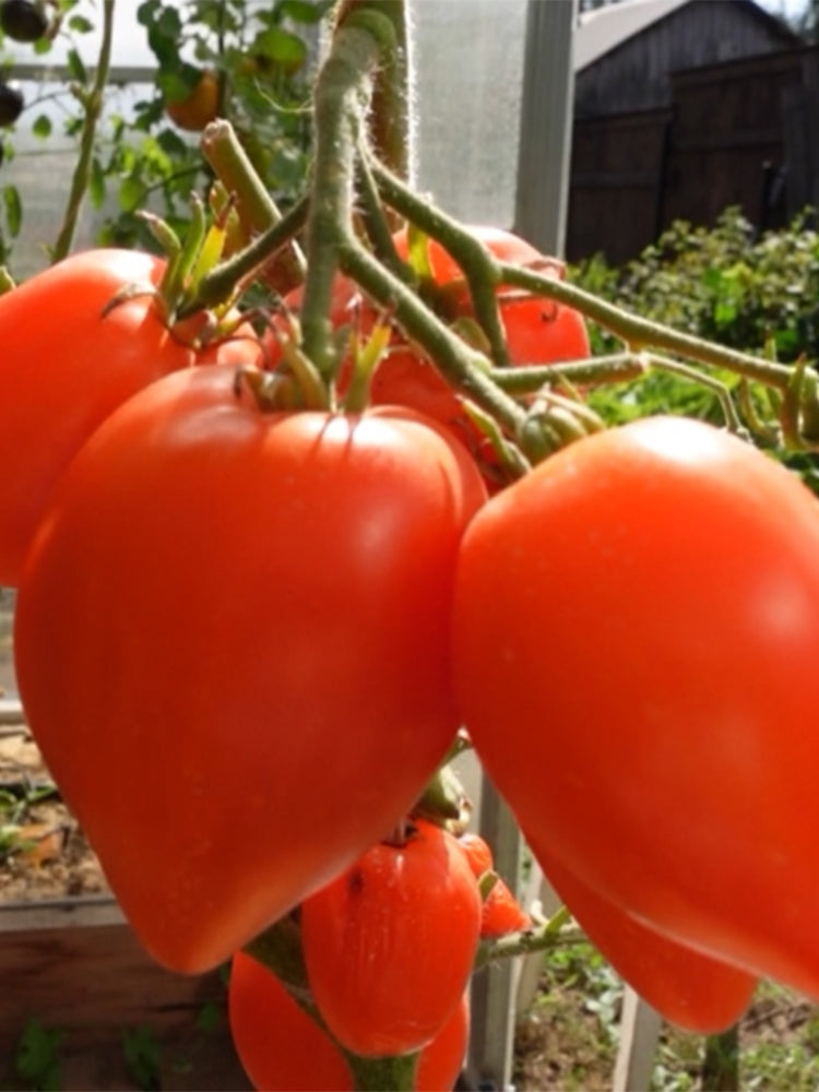 838 Trans-Ili Alatau Red Tomato
