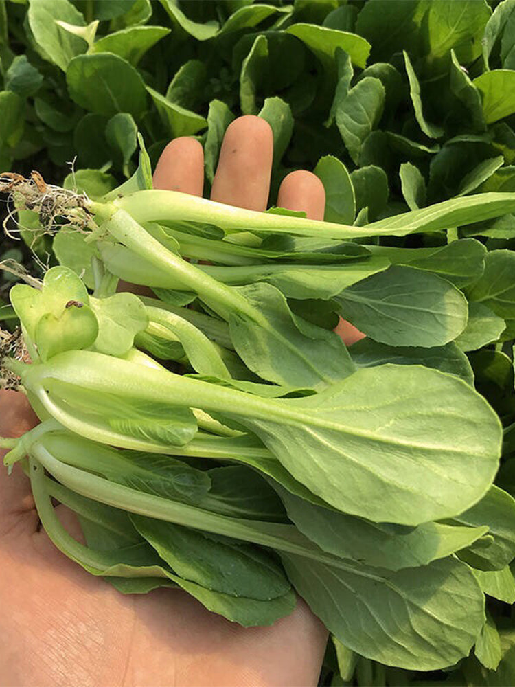 Jiemei Fast-growing Baby Bok Choy