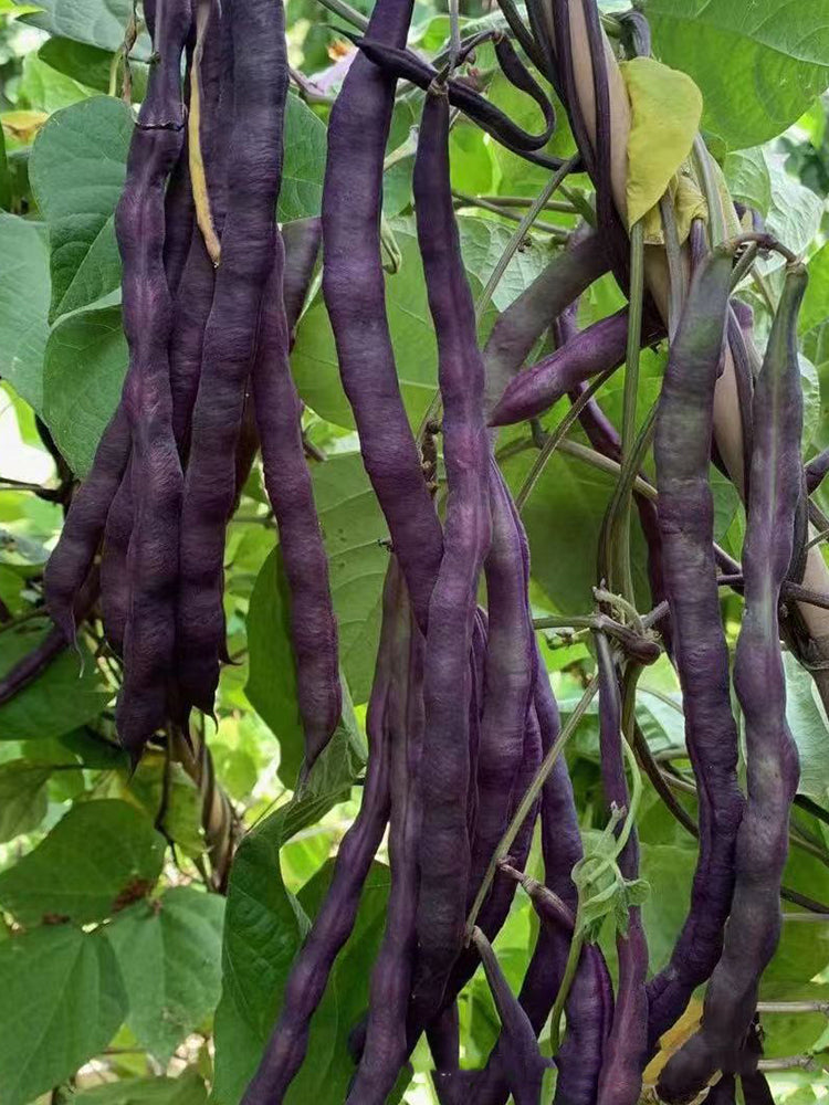 Fall Purple Kidney Beans