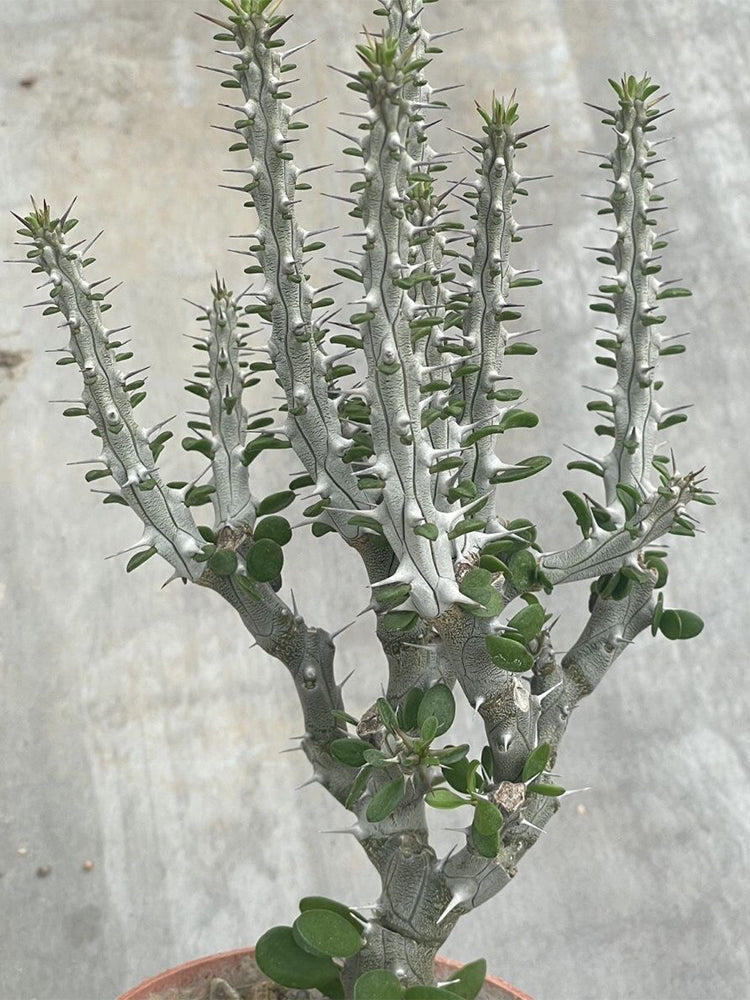 Alluaudia montagnacii Succulent