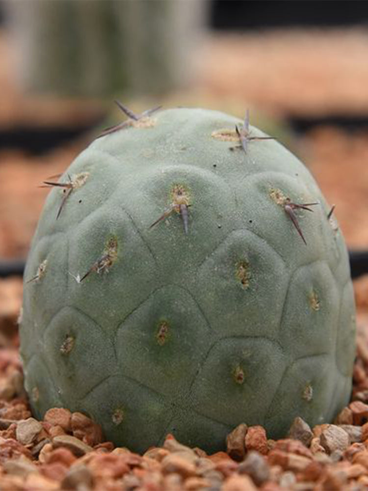 Tephrocactus geometricus