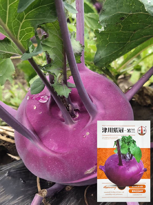 Jinchuan Purple Crown Kohlrabi