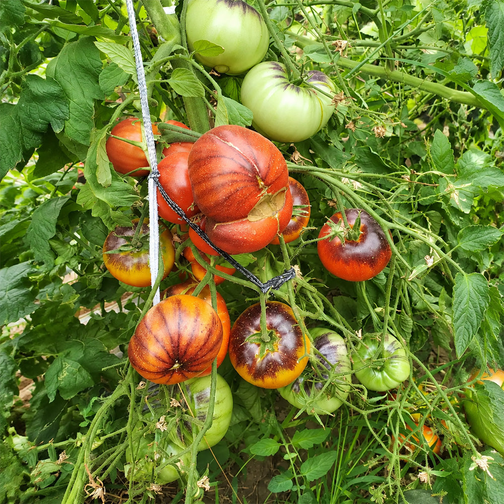 60 Marmande Blue Tomato