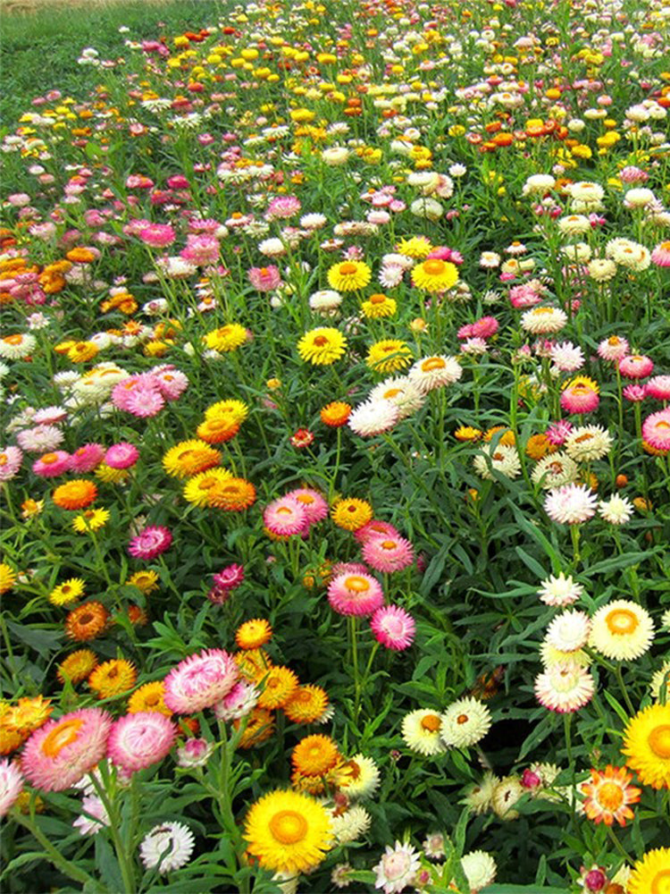Tall Strawflower Mix