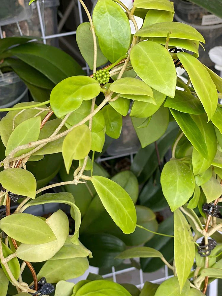 Hoya mindorensis 'Yellow Form' Unrooted Stem Cuttings